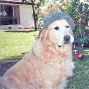 dogVEVO Profile Picture