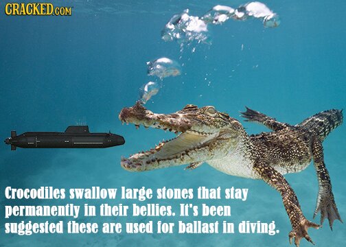 funkyvideos's profile picture. The funniest videos on the web