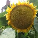 Jane King - @janehking - Twitter