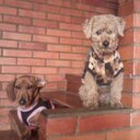 aureaguila (@57957279246741d) Twitter