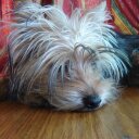 Amelia Otto - @ameliaottobre - Twitter