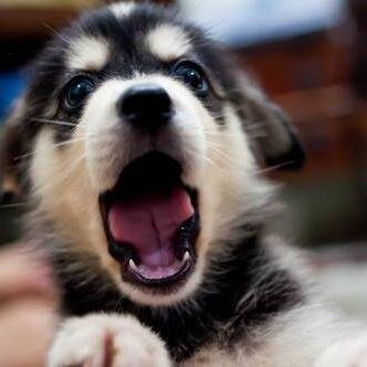 Dog walking and other pet services