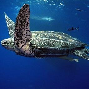 Pacuare Reserve Profile