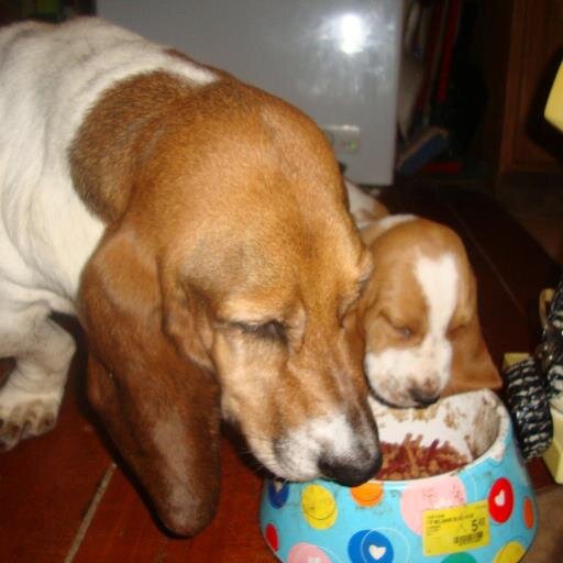 female - single have three dogs whom I love so much.one being a basset hound named lady. looking for some good friends.