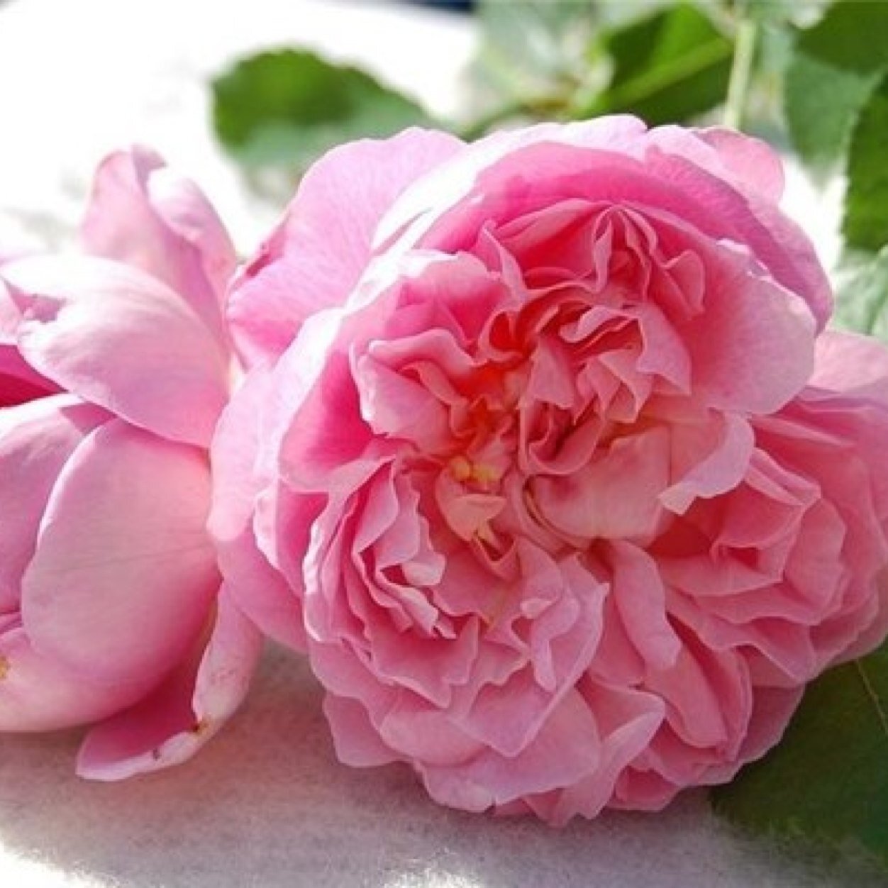 Olga71324's profile picture. 