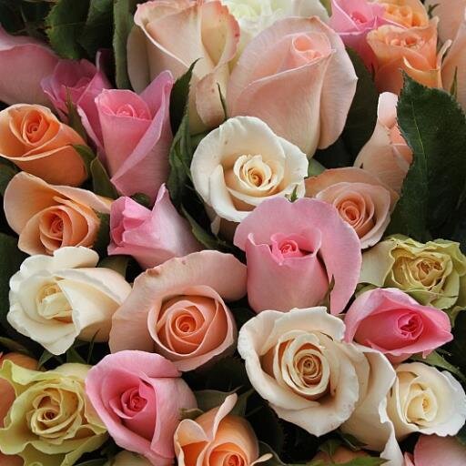 Family run cut flower nursery & florist based in West Chiltington,Sussex. With over 50 years experience we are specialists in commercial cut rose production.