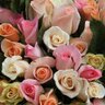 SussexRoses's profile picture. Family run cut flower nursery & florist based in West Chiltington,Sussex. With over 50 years experience we are specialists in commercial cut rose production.