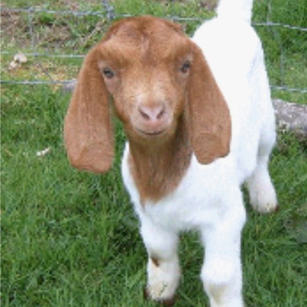 Very Goatish Facts