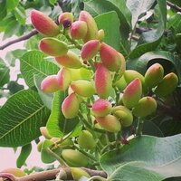 Gaziantep Ağzı | İkicirtikhanek (@ikicirtikhanek) 's Twitter Profile Photo