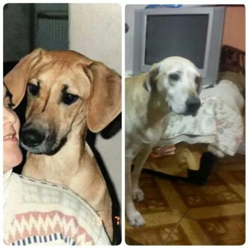 Vivan los perros!!!