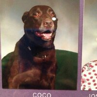 Coco the Dog (@cocofrathound) 's Twitter Profile