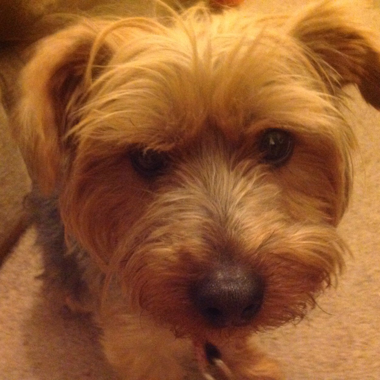 camillecupcakes's profile picture. 