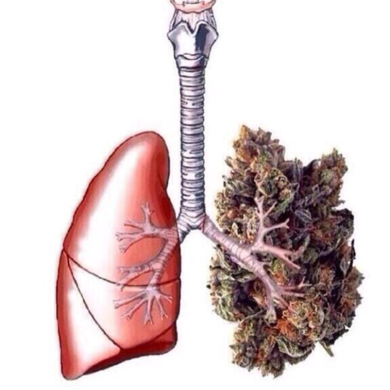 KUSHRae's profile picture. No reg allowed. Its just medicine. @MODSUN