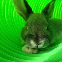 Bun Buns Marsh (@bunbunsncl) 's Twitter Profile
