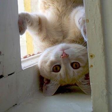 Kathlee32247416's profile picture. I'm an avid reader who has several pets i.e. 1 dog, 3 cats, and 2 sweet ferrets. I'm married with 3 grown children. I love reading, plants, crafts, and animals