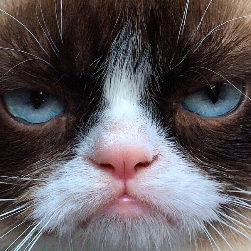 sr__marc's profile picture. Des de Catalunya amb amor