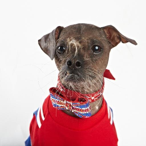 World's Ugliest Dog 2012, National Pet Show Heroic Hound 16, PetSafe Pet Hero 15. 13yr Chinese Crested with dog dementia. 1.4.2004-27.12.2017