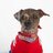 MuglytheUglyDog's profile image