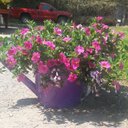 Thomas Lowe - @vinescreek - Twitter