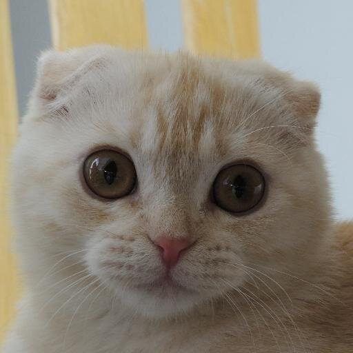 2014年３月から東京都多摩市連光寺に移住しました。 55歳妻子ありのねこ好きおやじです。