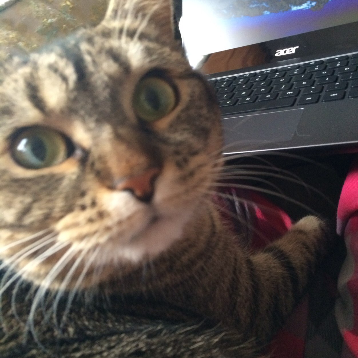 tishmisc's profile picture. Information Literacy Librarian. Also, feminist sci-fi/fantasy reader/watcher, runner, and cat lover. Probably some other things too.