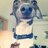 GreyhoundAlonso's profile image
