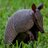 FortArmordillo's profile image