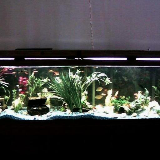 Southerner, Aquarius, aquarist hobby of tropical fish, have several cats & one dog, love old classic movies & TV sitcoms from 50s-90s & all genres of music.