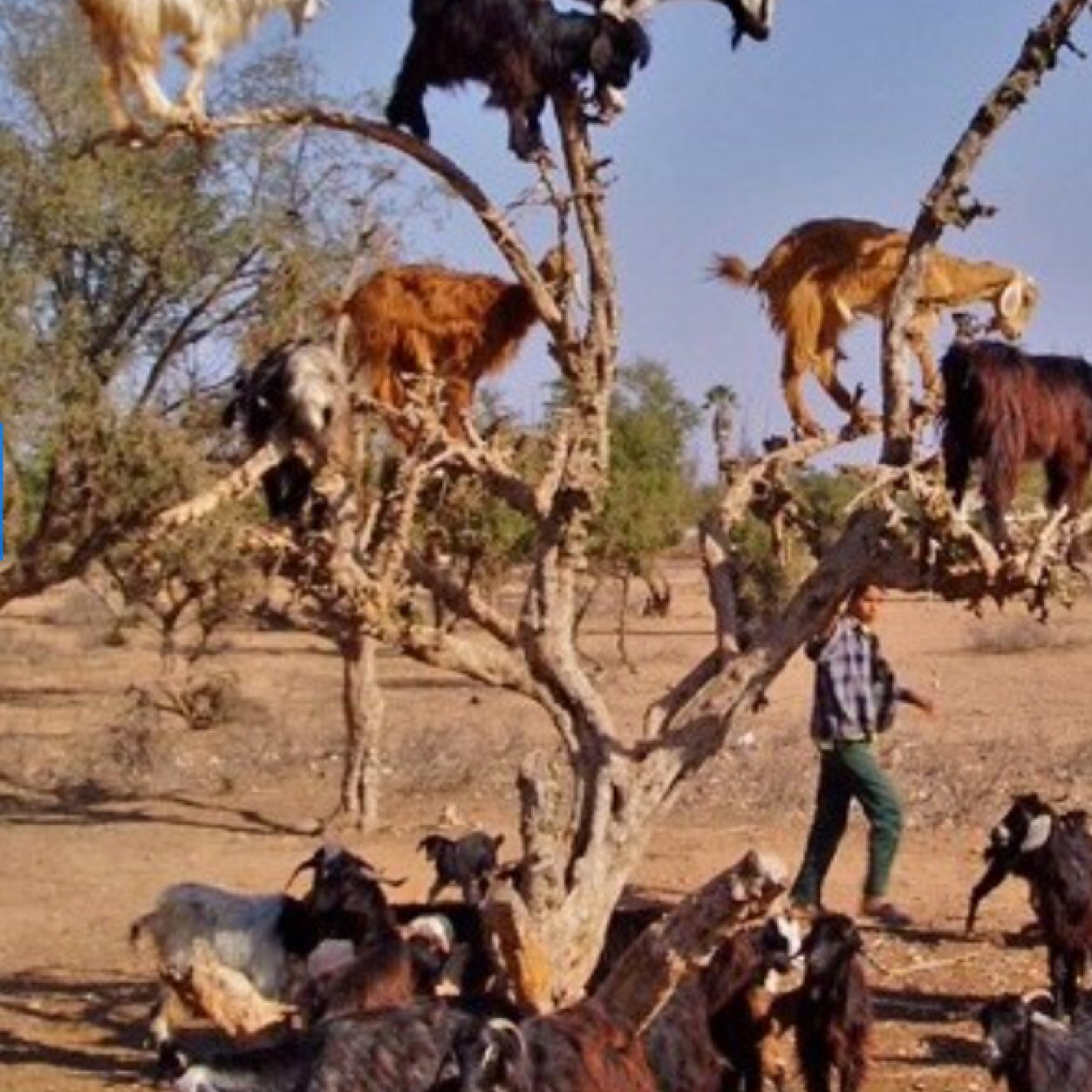 Goats in Trees on Twitter "goatsintrees http//t.co/D1zP66CtKO"