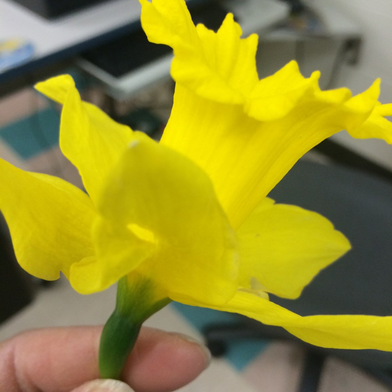 harman7's profile picture. Deaf Education teacher, Christian, bilingual (ASL/English), and interested in technology to improve English literacy for the Deaf.