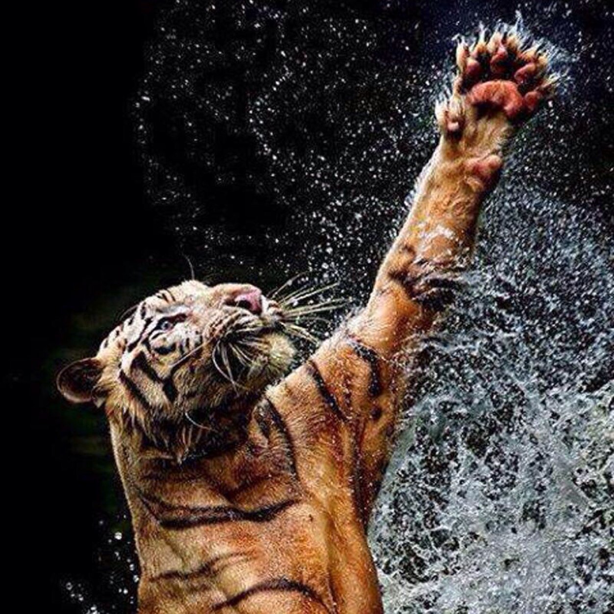 YaDiceee's profile picture. 