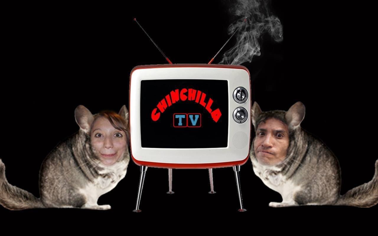 Chinchilla TV (ChinchillaTV_mx) Twitter