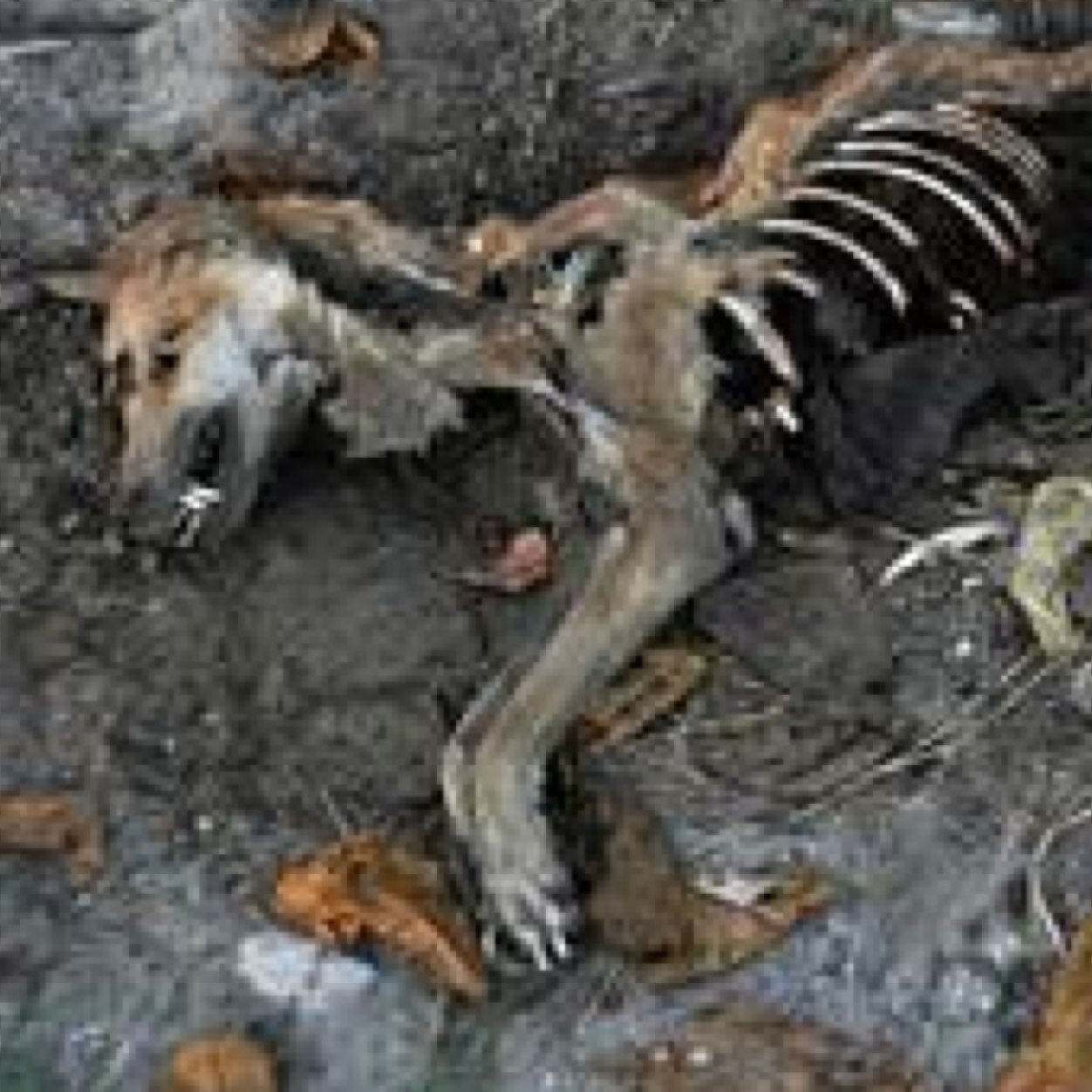 RIP_MURPHY's profile picture. help me jack
rip