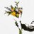 StadtHandFuss's profile image