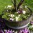 Jardinaturenet's profile image