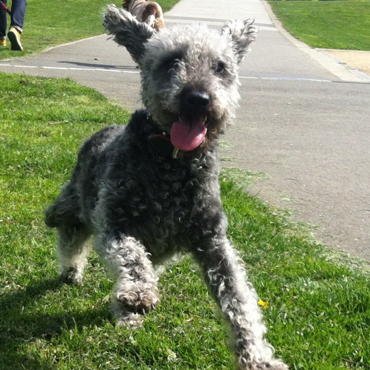 H is for Huw! Bedlington living life to the full with @ShepherdsPieDog @JeffTakesOff @HowardsWayOut and @ClawandOrderSFU - Instagram and Facebook @BeThatDog