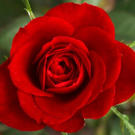 Love the life you live, live the life you love, the rose's rarest essence lives in the thorns