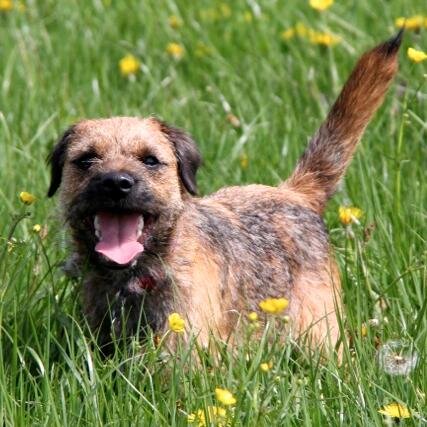 Border Terrier