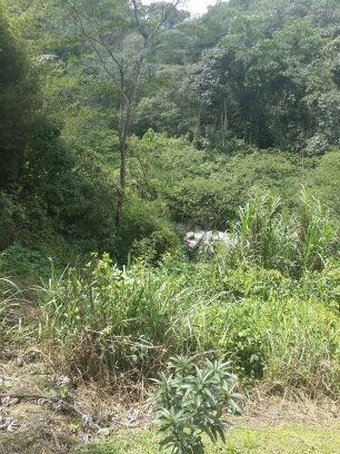 Derecho, Biodiversidad,Rec.Genéticos, C. Tradicional, Prop Intelectual. Maestría Biociencias y Derecho.
Law,Biodiversity,GGRR/TTKK & IP @UNALoficial @fdcps_unal