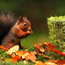 Mark McNair - @wildlifeshoots - Twitter