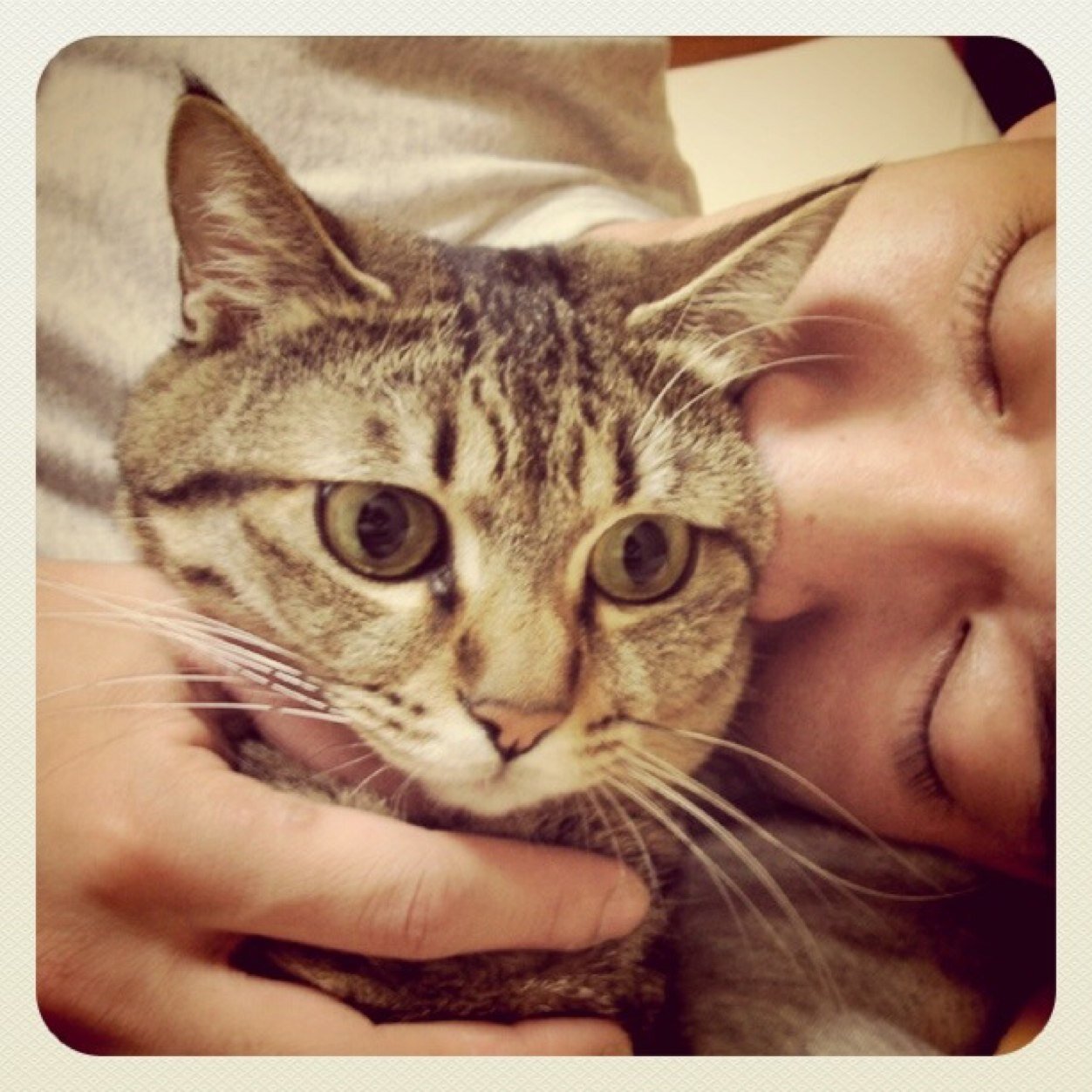 ただの猫好きデス。
