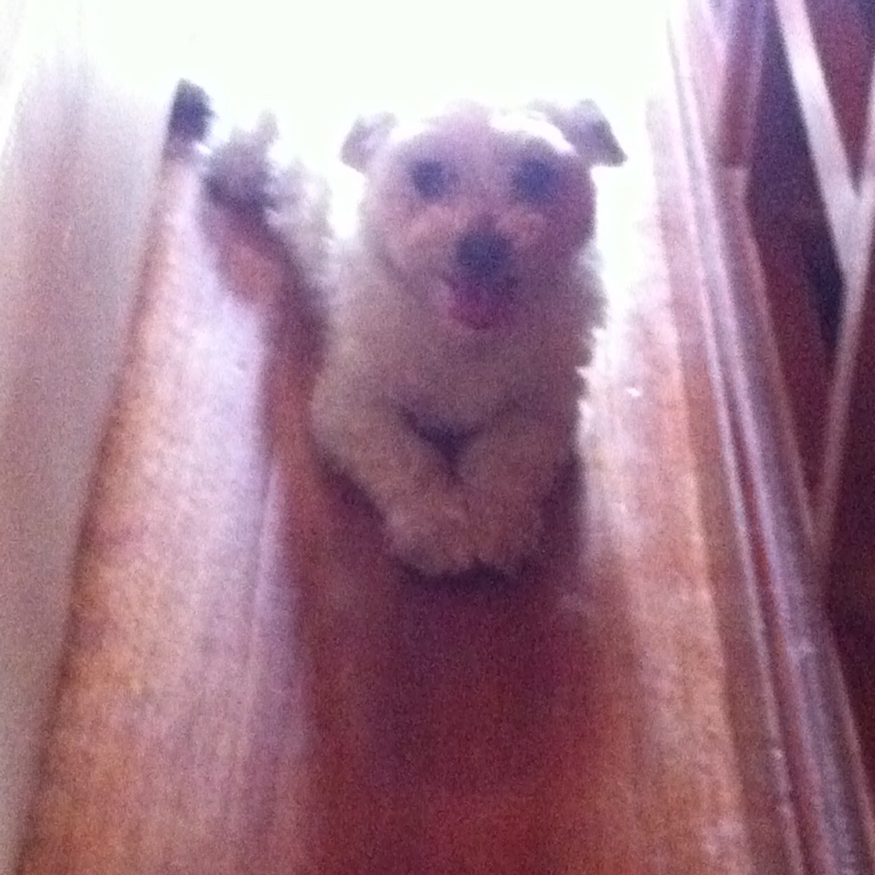 madetoentertain's profile picture. Entertainment buff... Luv music, movies, theatre and all things creative. Pic of my dog who loves to sing