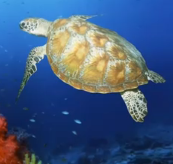 ImaginaryUnit's profile picture. Cooprative↶EnthUsiasm↷Optmizr of Love Unlimited, World United and Peace Incorporated. n◯w ђiring ☼Ⴕ≡Łౄ౯≡Ⴤ౮Ⴎ☯ ❤ ☮ ॐ ♬ ☺  ☆✩★ ღ ♩ ♥ ♪ ♡ ✿ ❀ ⓁⓄⓋⒺ+ⒻⓇⒺⒺⒹⓄⓂ=ⓁⒾⒻⒺ