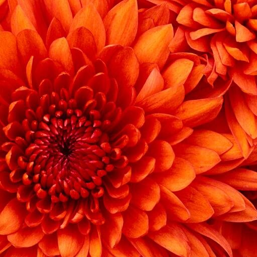 AntonineEco's profile picture. This twitter is brought to you by Antonine Primary School's Eco Group.  Please keep  up to date with our current projects by following us on here.