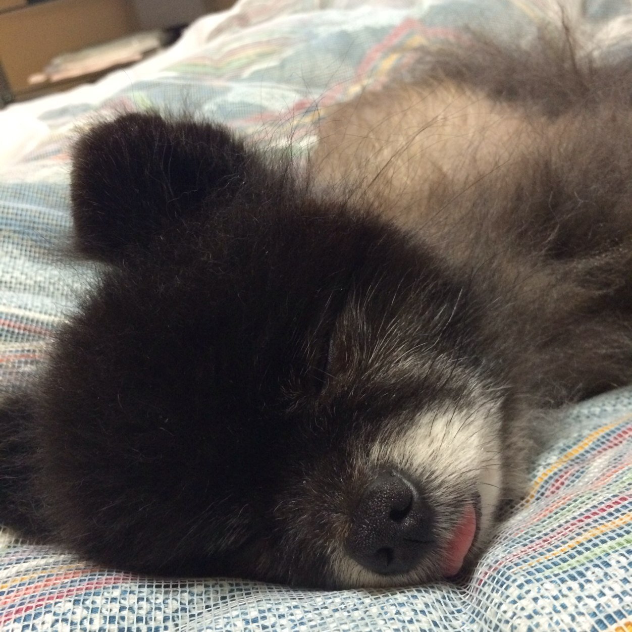 gdgd_ni_____to's profile picture. サッカー観戦と街中の猫の画像を上げる人⚽️🐈|猫より犬派🐕| 川崎フロンターレ🐬|AVANTEとバラバラがしたい📣