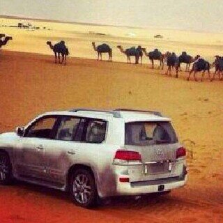 متذوق للشعر والشلات