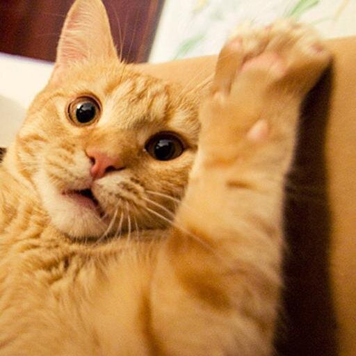 Awesome Guy & Cat Lover