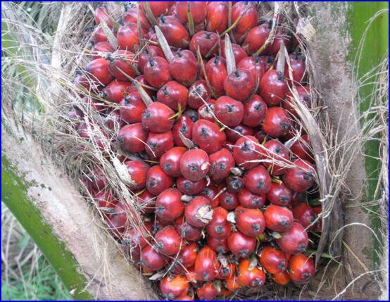 Live from palm oil