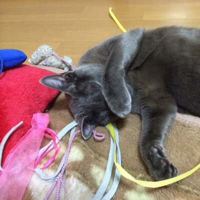 わたし用簿記学習bot