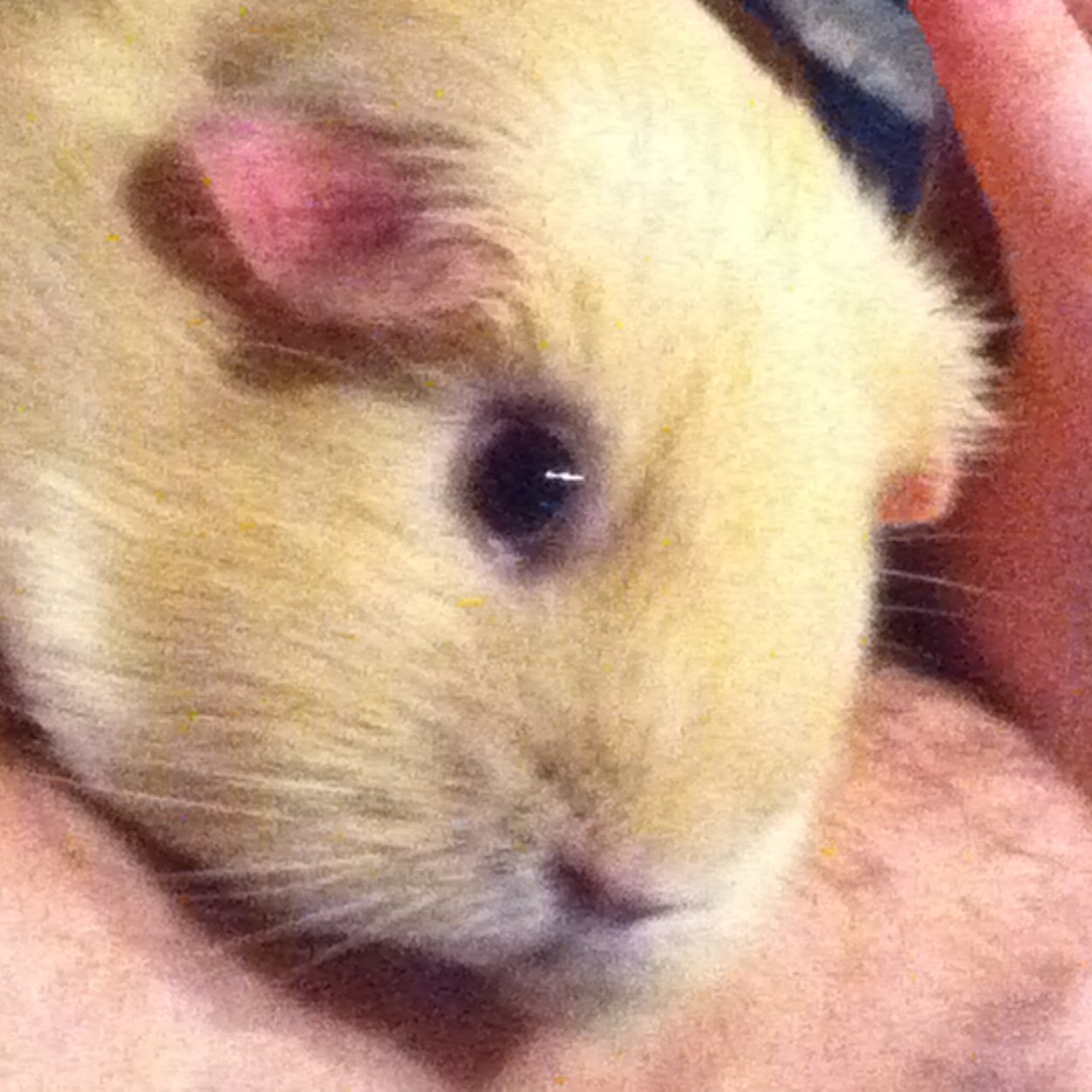 lizpax's profile picture. 